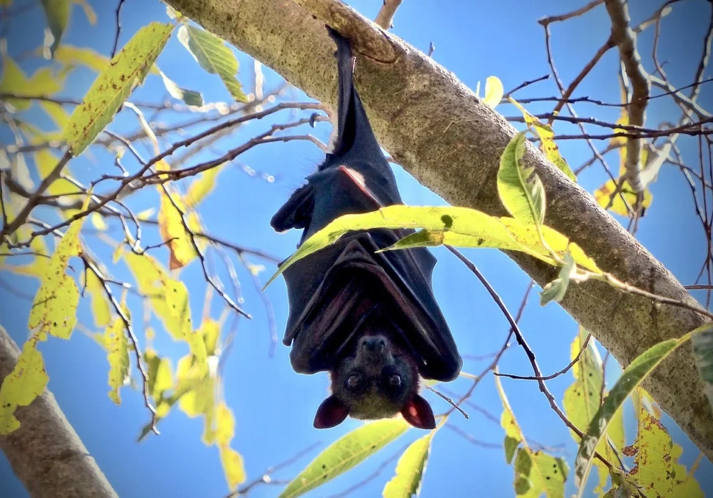 Bat Removal Service img
