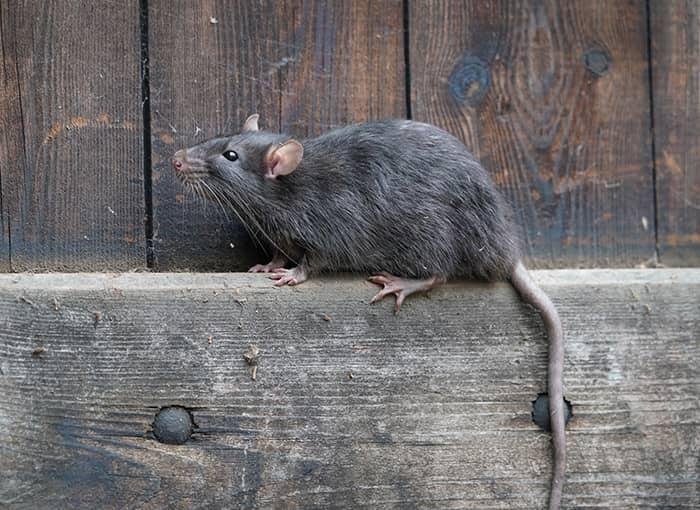 Rats