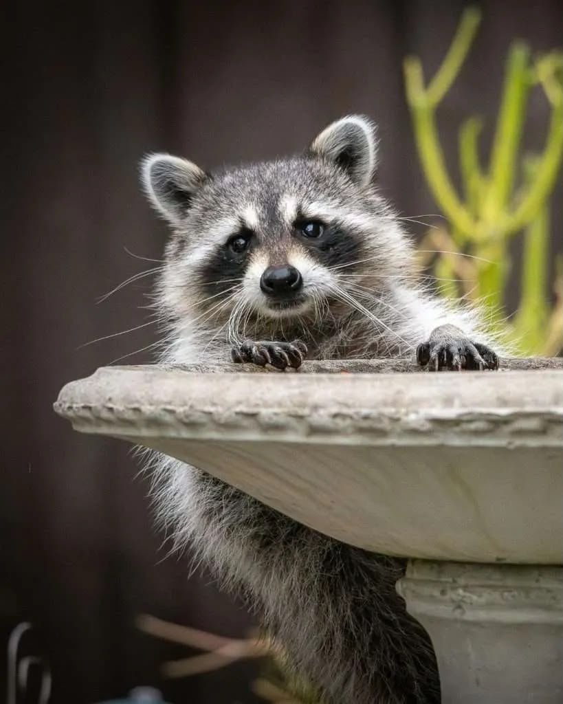 Why Michigan Wildlife Authority