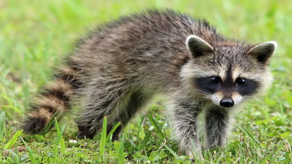 Raccoon Removal Service