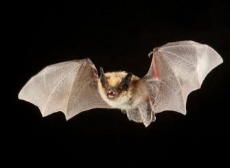 Bat removal services