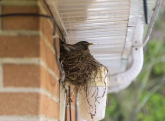birds nest removal services