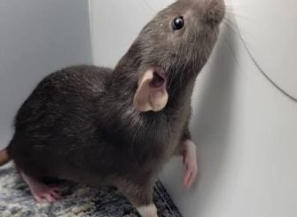 rats removal services